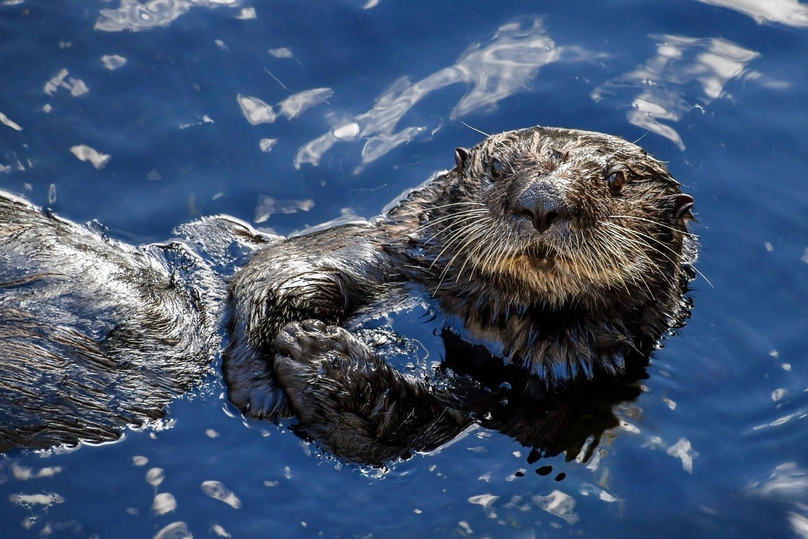 animales